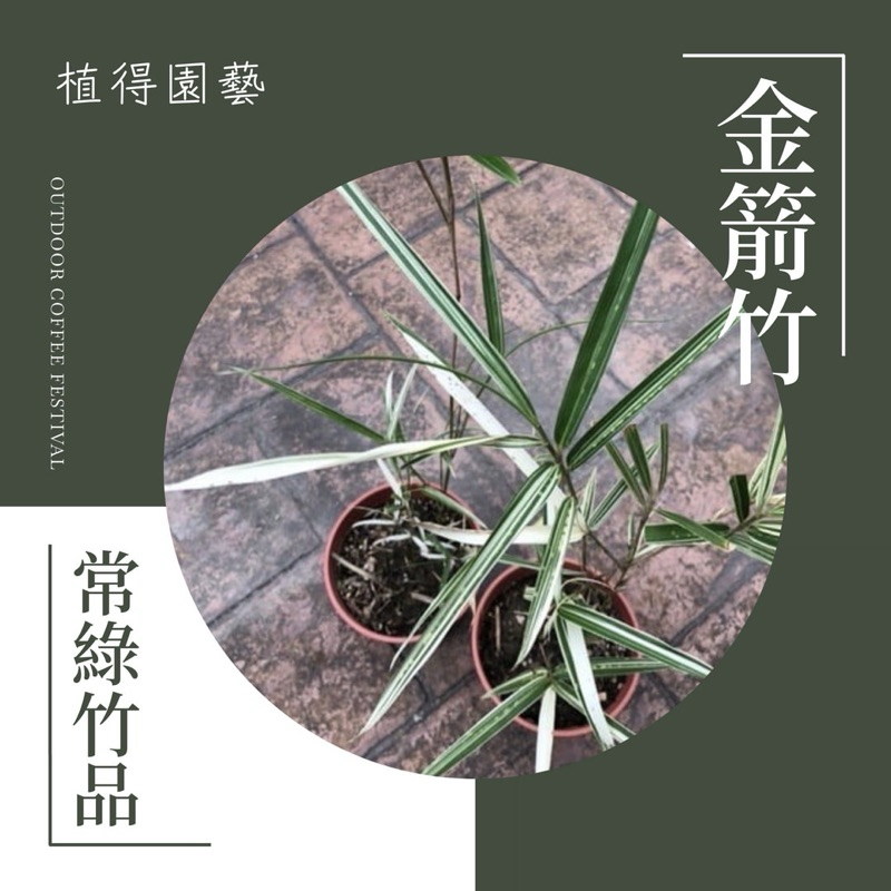 植得｜金箭竹｜多年生常綠竹品 | 蝦皮購物