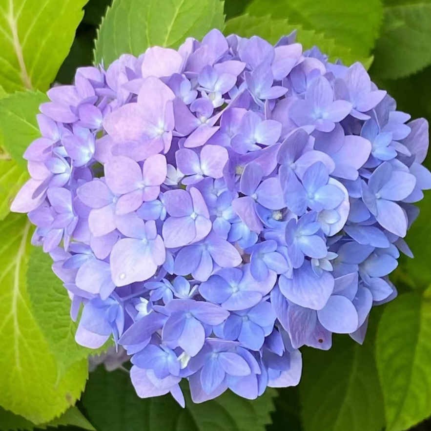 花の春秋舎 | 平和通りの桜並木。 満開へと、近づいてきました