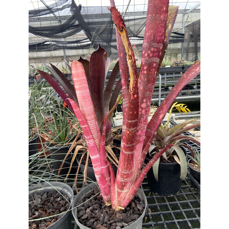 Billbergia Lavie en Rose 特大 積水鳳梨Billbergia la vie en rose /大側芽/奧莉諾多肉園| 蝦皮購物