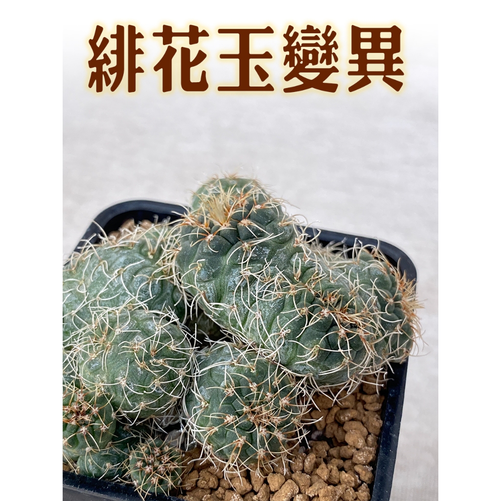 gymnocalycium - 優惠推薦- 2026年6月| 蝦皮購物台灣