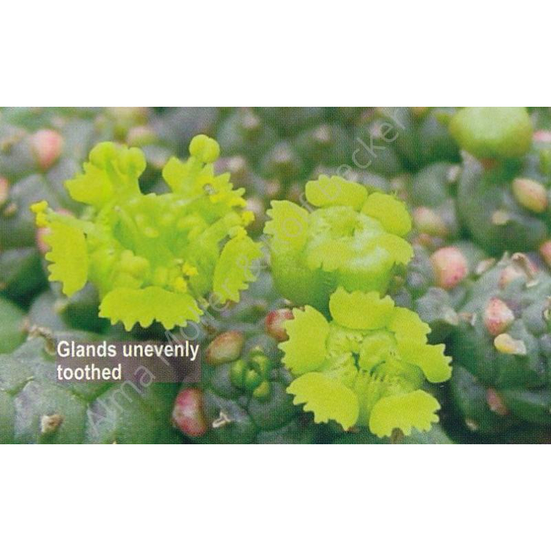Euphorbia gatbergensis鷲卵丸| 蝦皮購物 Euphorbia gatbergensis鷲卵丸| 蝦皮購物