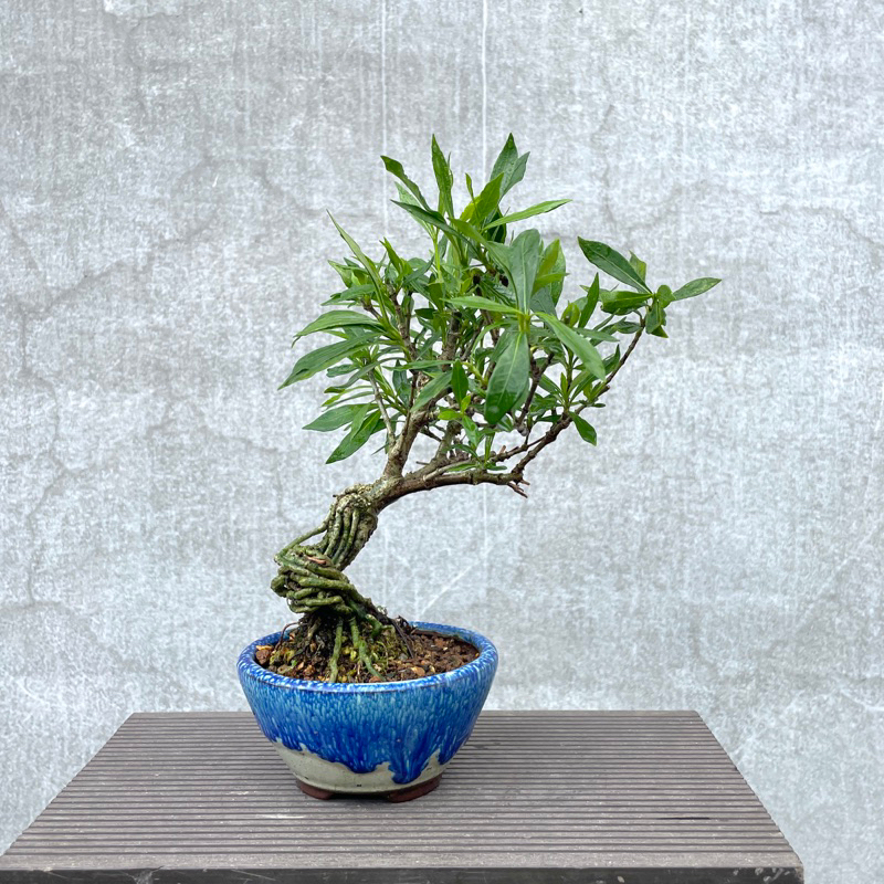 野趣小品盆栽》日本品種🇯🇵單瓣梔子花（細長小葉）（喜代譽） | 蝦皮購物