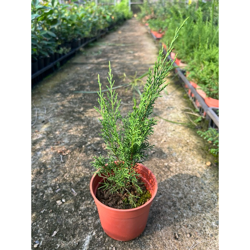系魚川真柏細魚川3.5吋紅盆全新上市| 蝦皮購物