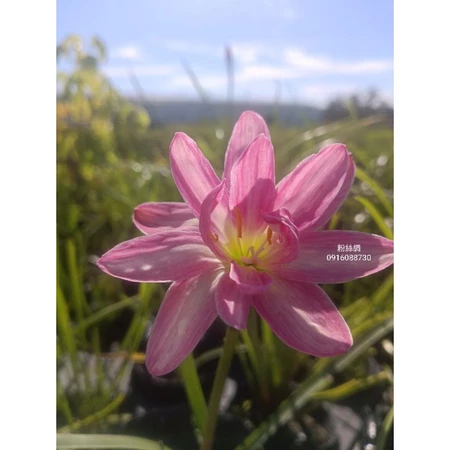 粉絲綢 頂上花藝