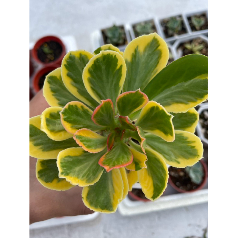 東藝植栽所 - 單刺麒麟錦 | 蝦皮購物