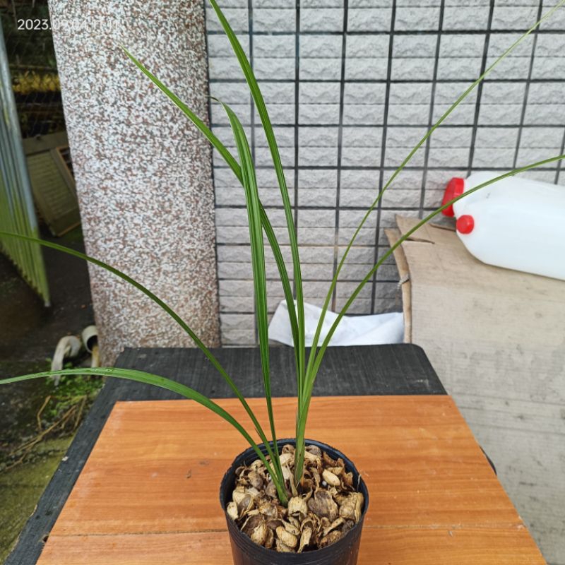 寒蘭-26142-4HD　391　8番無点×紅無点 佳林蘭園國蘭寒蘭【明山玉】 | 蝦皮購物 花
