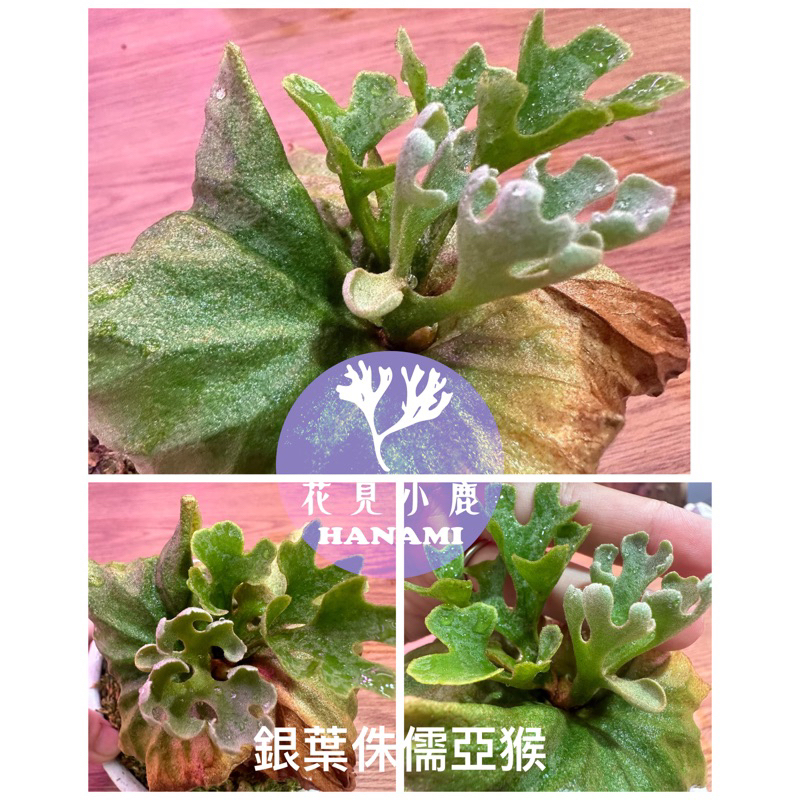 *花見小鹿* P.Ridleyi dwarf silver spore 銀葉侏儒亞猴孢子苗🌱台灣專業播孢 孢子苗 NC