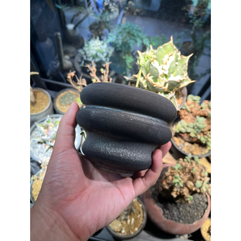 現貨- 細川政己植物鉢塊根盆器| 蝦皮購物