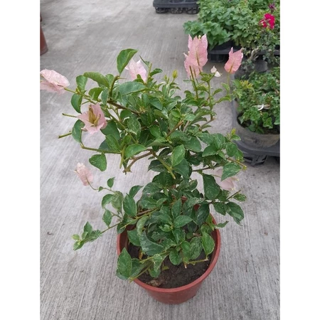 國際粉絲 5吋盆