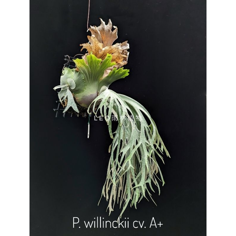 P. willinckii cv. A+ 爪哇鹿角蕨(園藝種) | 蝦皮購物 P. willinckii cv. A+ 爪哇鹿角蕨(園藝種) | 蝦皮購物