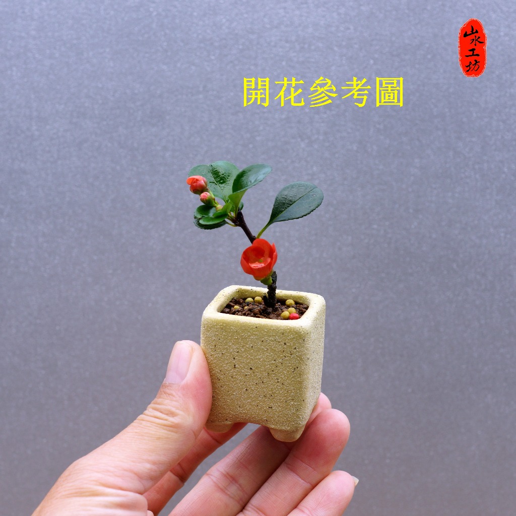 日本長壽梅(紅花)(白花)小品盆栽素材2吋黑軟盆| 蝦皮購物