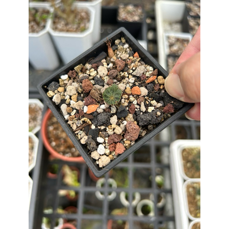 Crassula umbella 