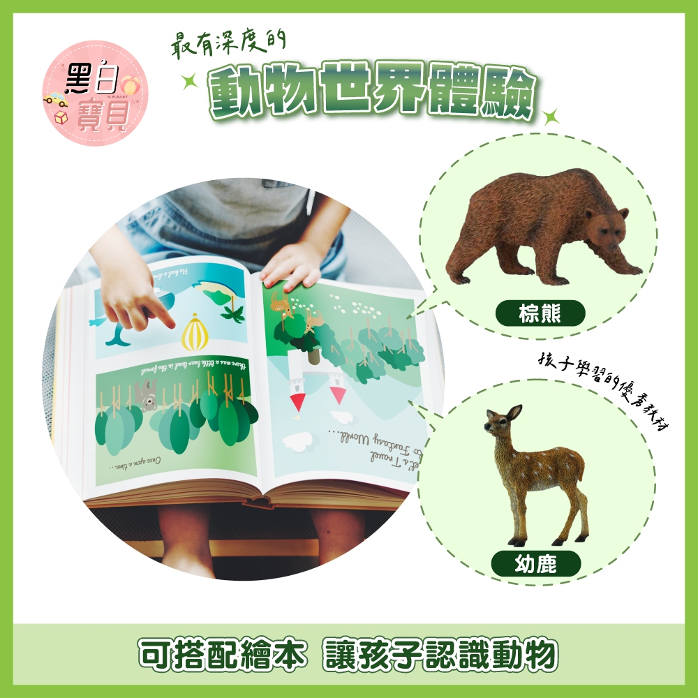 台灣現貨】collectA動物模型非洲雄獅母獅子小獅子白公獅白母獅幼白獅