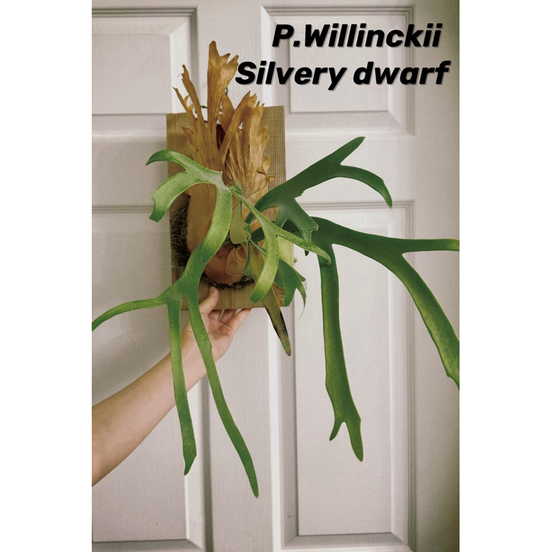 自收藏鹿角蕨母株P.Willinckii Silvery Dwarf 帶一芽侏儒銀爪哇| 蝦皮購物