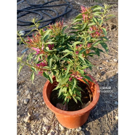 火鋸粉蝶 7吋盆