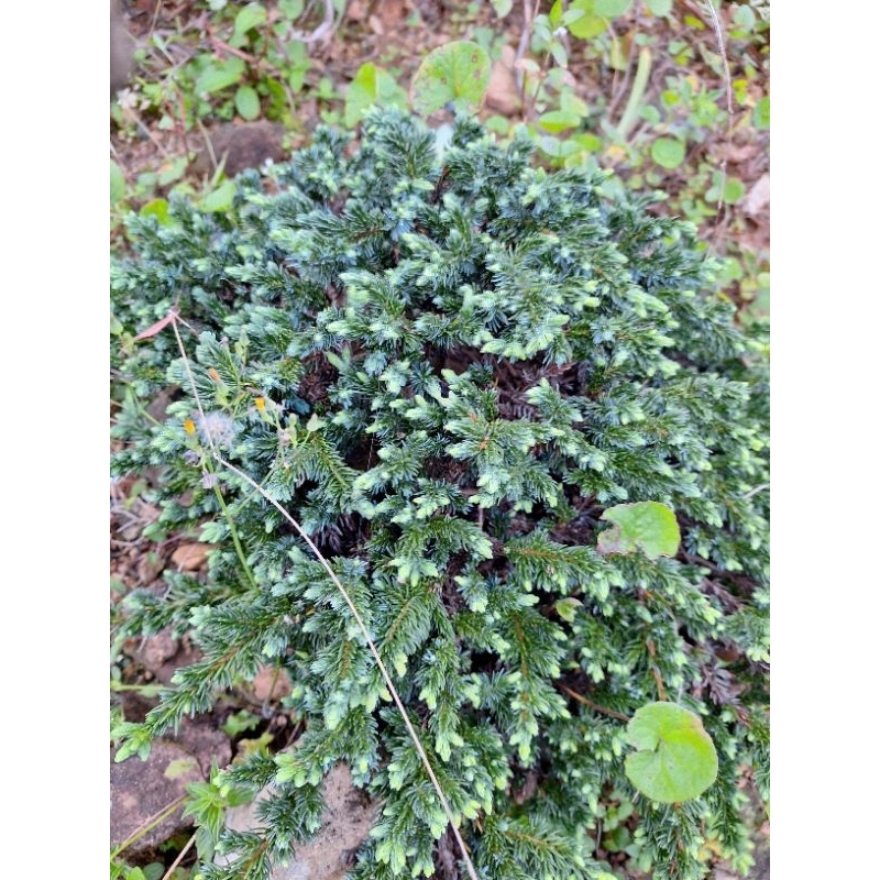 杜松- 優惠推薦- 2026年9月| 蝦皮購物台灣