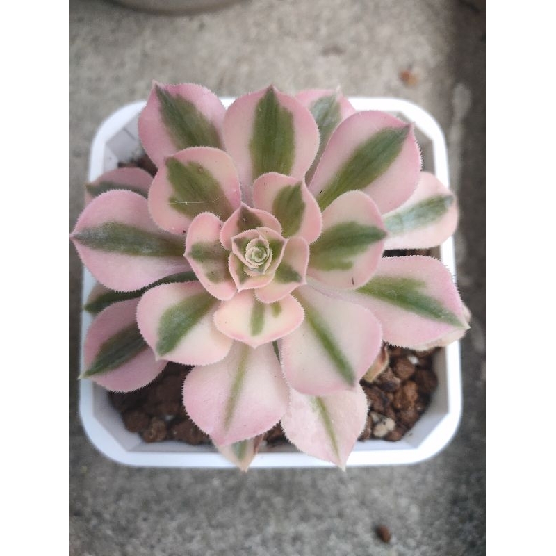 台鳳轉角多肉】韶華紅金剛.維娜斯錦斑法師3~5吋盆韓國多肉植物多肉盆栽
