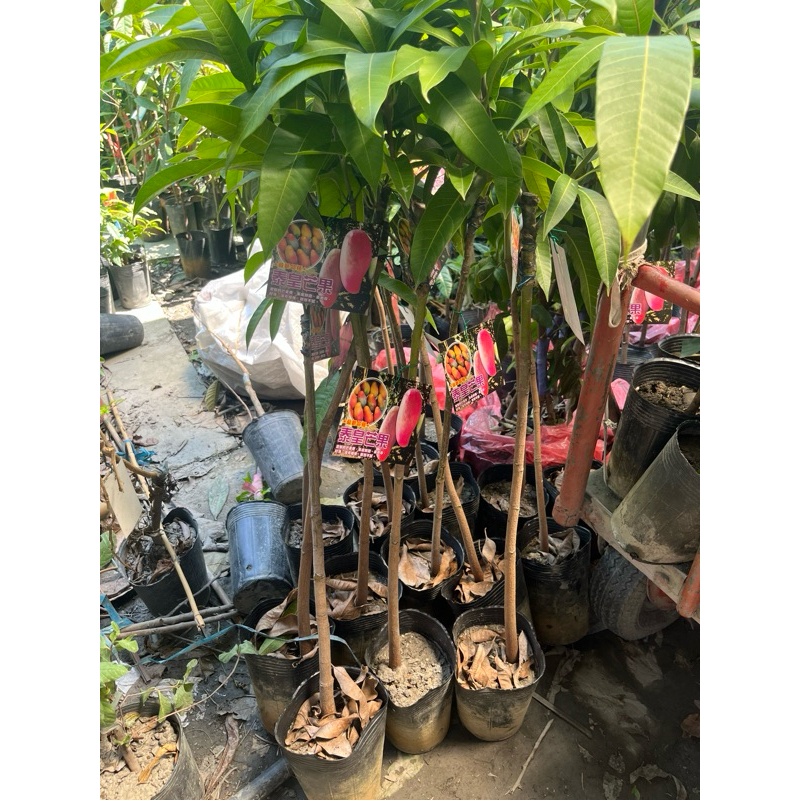 泰皇芒果嫁接苗約一米 | 蝦皮購物