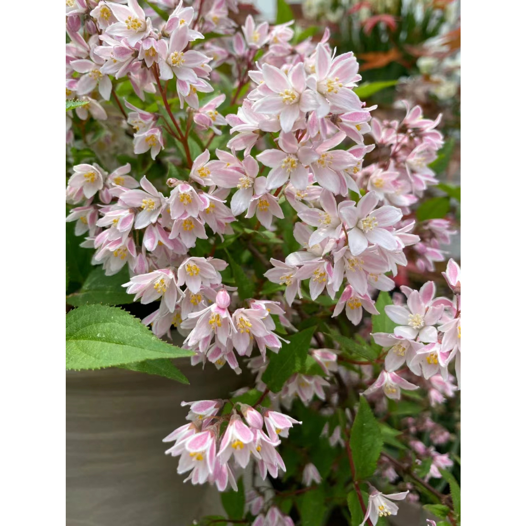 大花小树- 四照花（山茱萸）- flowering dogwood - YouTube