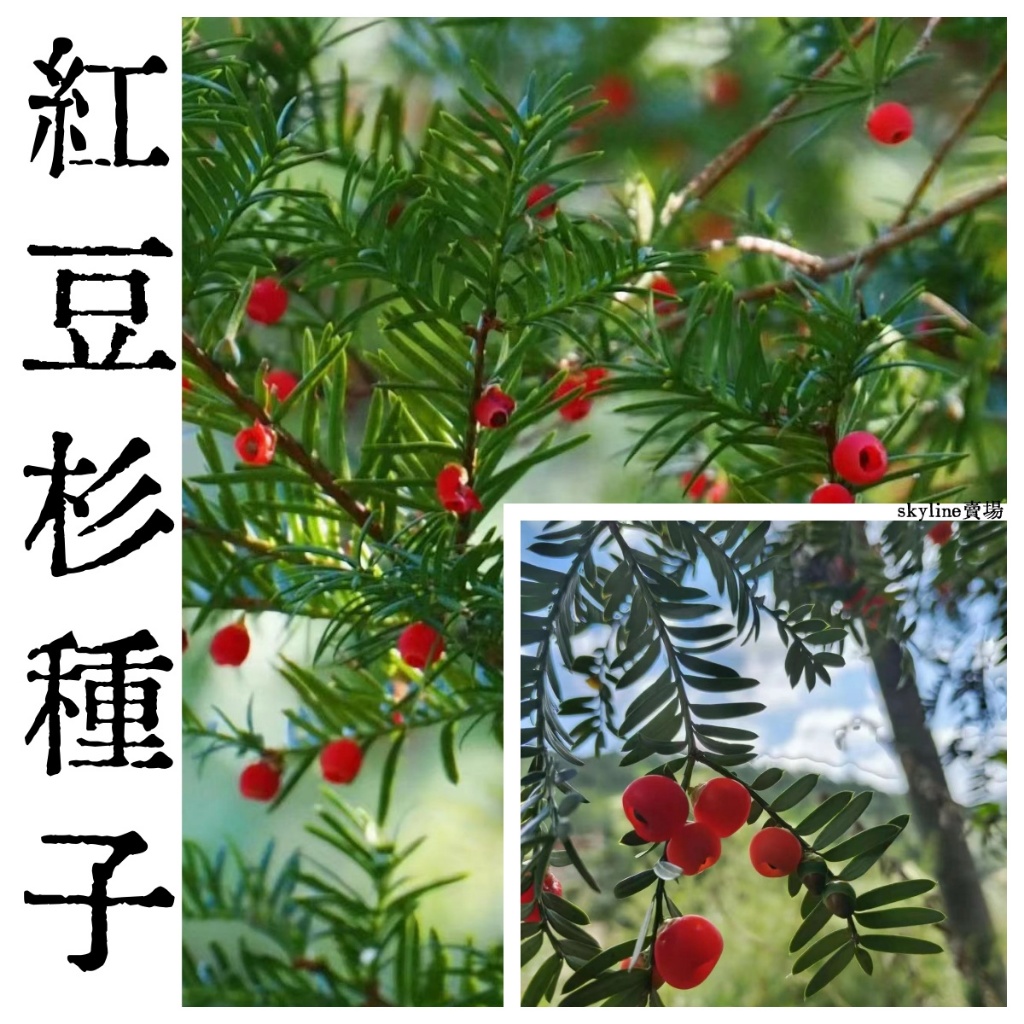 【日本限定モデル】 紅豆杉- 優惠推薦- 2025年6月| 蝦皮購物台灣 その他