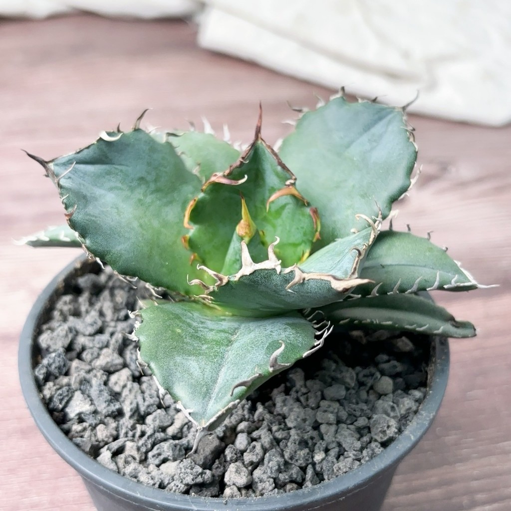 ≡植綠人生≡🌴白鯨嚴龍🌴4吋Agave titanota White Whale│龍舌蘭科