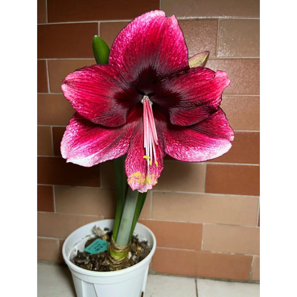 花卉-五星花-紅色-5吋盆| LIEFS GARDEN