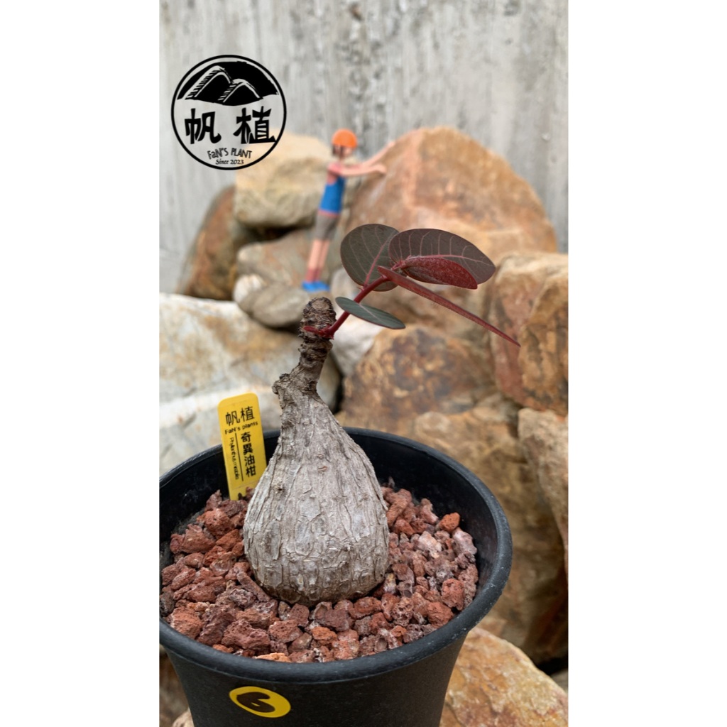 FaN’sPlant® »【奇異油柑】Phyllanthus mirabil…