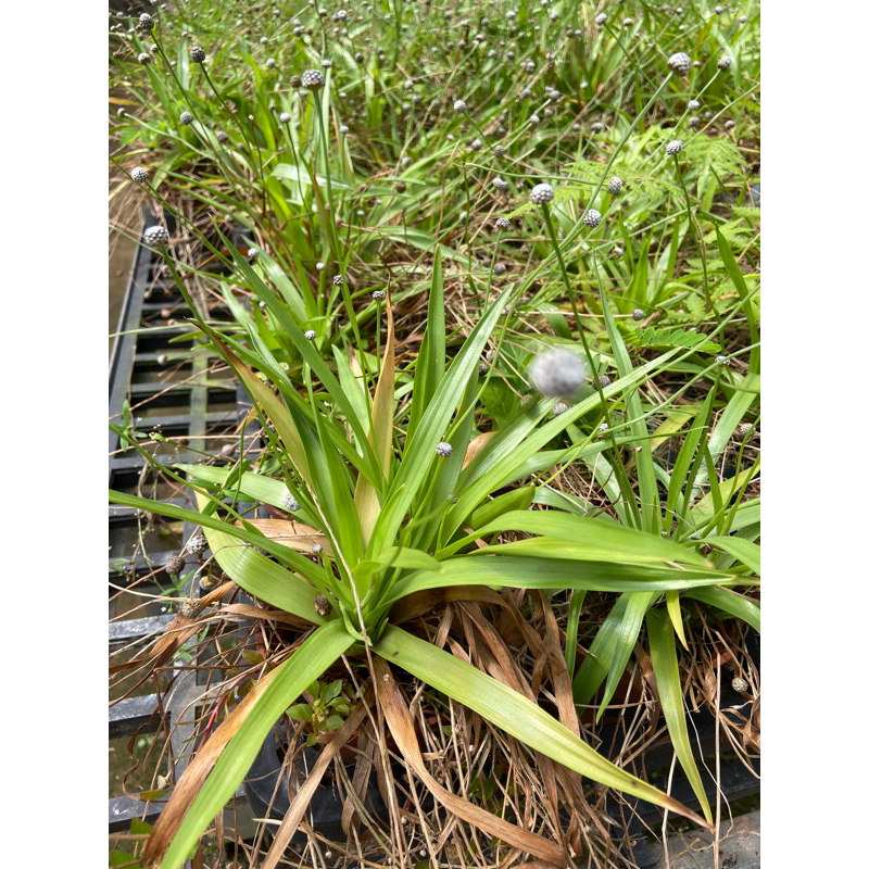 穀精草（ 台灣原生植物 ） | 蝦皮購物