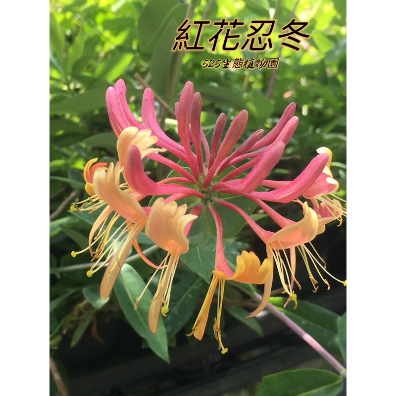 525生態植物園』紅花忍冬（紅花金銀花，紅金銀花）藤蔓，觀花，圍籬