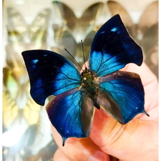 蟲新發現蝴蝶藝品館, 線上商店| 蝦皮購物