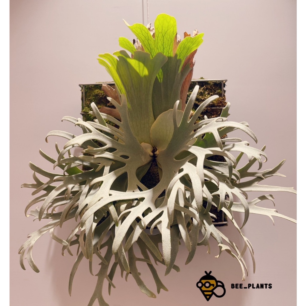 Platycerium willinckii 'Jenny' TC available for pre-order