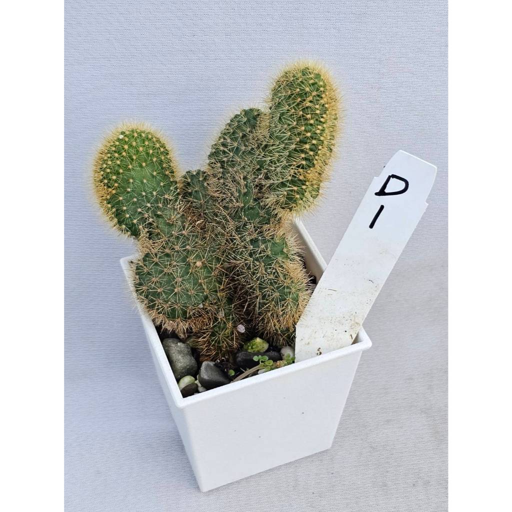金鈕貓尾巴綴化仙人掌(多棵[1130810更新]🌵溫馨の多肉🌞仙人掌