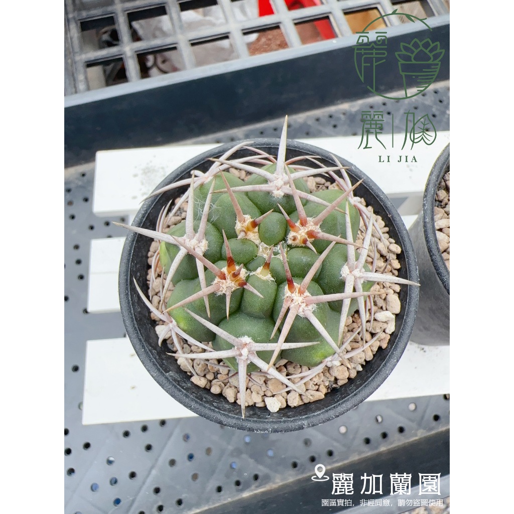 麗加-碧岩玉（碧嚴玉）-限量稀有仙系列-單刺座出5-7刺的狂刺型仙人掌-療癒 多肉植物-開花很美 | 蝦皮購物