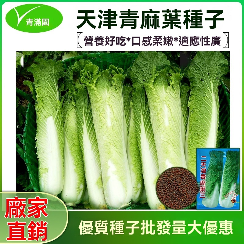（買五送一）田園種植 四季種植 四季盆栽 易養活 高發芽率 天津青麻葉直筒形白菜種子秋季綠大青麻葉大白菜四季播蔬菜種籽 | 蝦皮購物