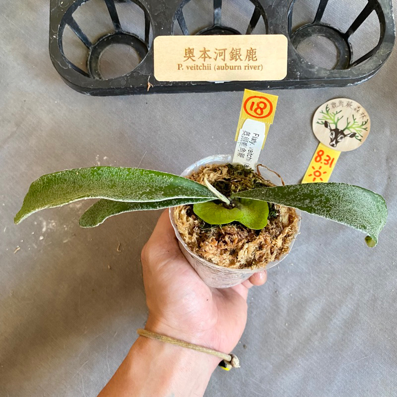 銀鹿奧本河（孢子苗）】【2.5吋盆、編號選株】鹿角蕨森林賣場有智利水