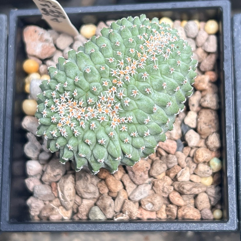 菊水綴化特大株