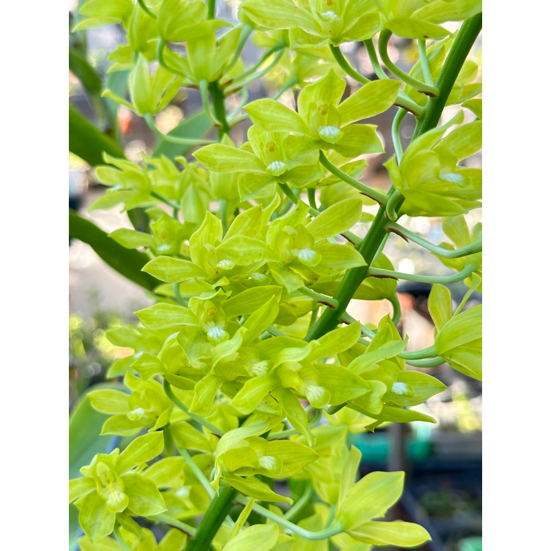 皇后蘭 葉藝 Gram. scriptum var. Citrinum | 蝦皮購物