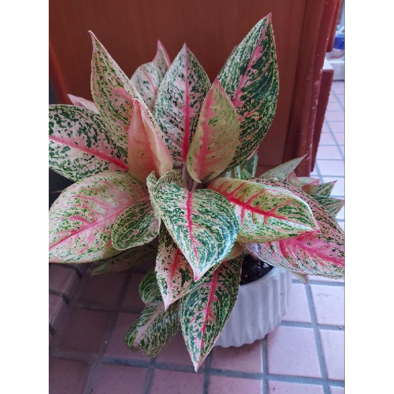 觀葉植物，黑玫瑰竹竽，粉彩葉粉黛，可單獨配3吋盆，或作球苔 | 蝦皮購物