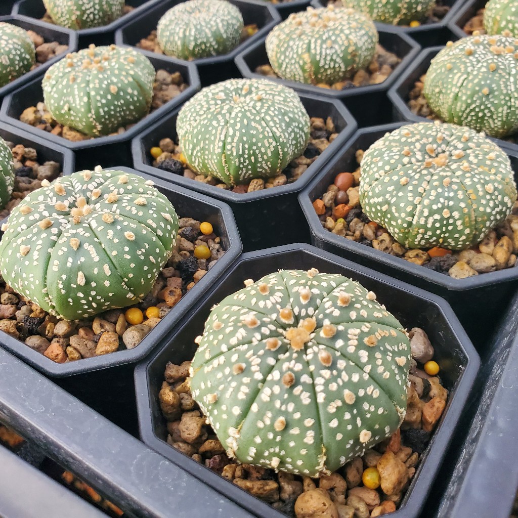 植廈】超兜實生｜仙人掌｜3吋盆｜含盆含介質｜多肉植栽| 蝦皮購物