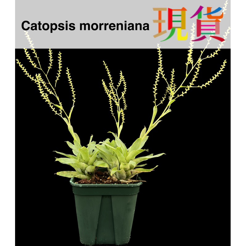 食蟲鳳梨 嘉寶鳳梨 🍍Catopsis morreniana 食蟲 吃蟲 新生入門﹝珍奇植物 CarnivoRUs﹞