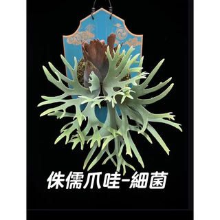 珍妮鹿角蕨- 優惠推薦- 2024年4月| 蝦皮購物台灣