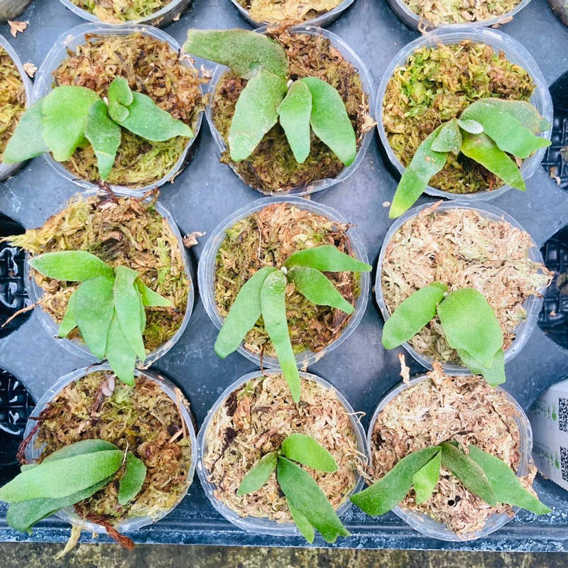 栽綺》P. willinckii 'Jade Girl' sporeling 侏儒爪哇玉女鹿角蕨
