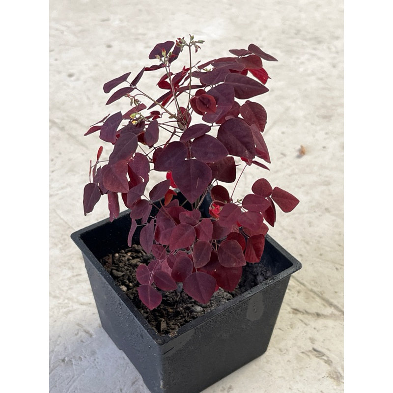 小紅楓🍁 植悟誌藝術樹小品3.5吋盆| 蝦皮購物 小紅楓🍁 植悟誌藝術樹小品3.5吋盆| 蝦皮購物