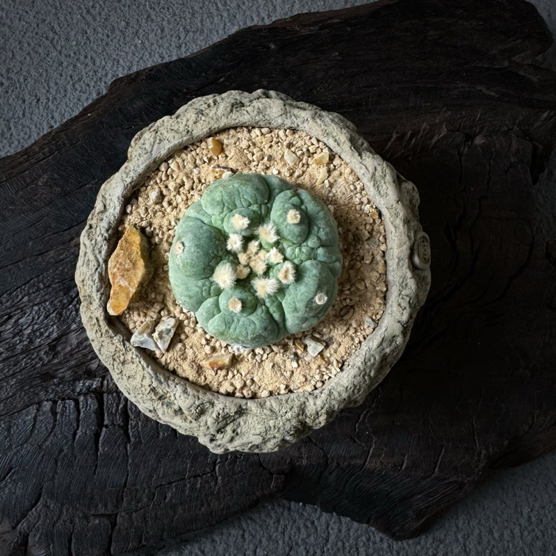 在台現貨谷田貝大疣銀冠玉仙人掌多肉植物一物一拍| 蝦皮購物