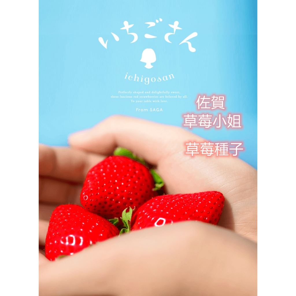 佐賀唐津2024產-草莓小姐(いちごさん)草莓種子　日本佐賀縣新開發品種
