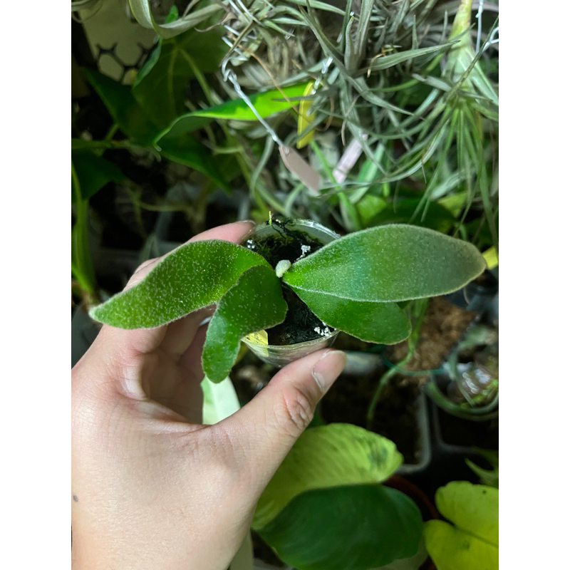 P.veitchii 'Lemoinei 擦ら High Shield'(白選抜)