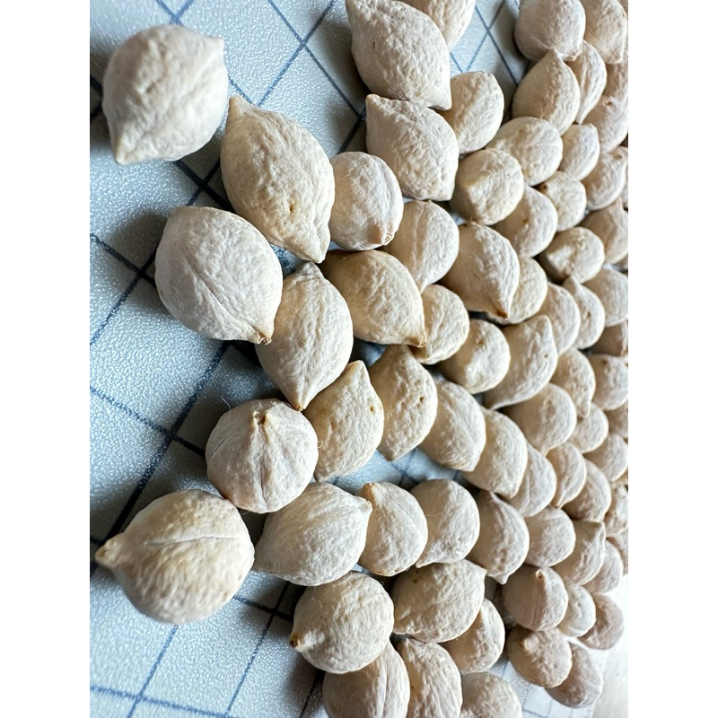 小無憂（羅氏核果木） | 蝦皮購物