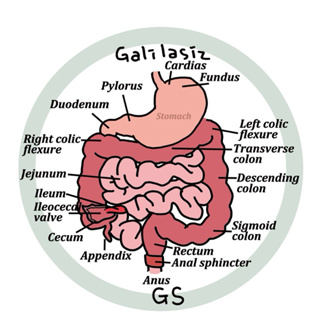 Galilasiz嘎哩喇賽器官解剖醫院醫生護士護理師工作證件伸縮扣