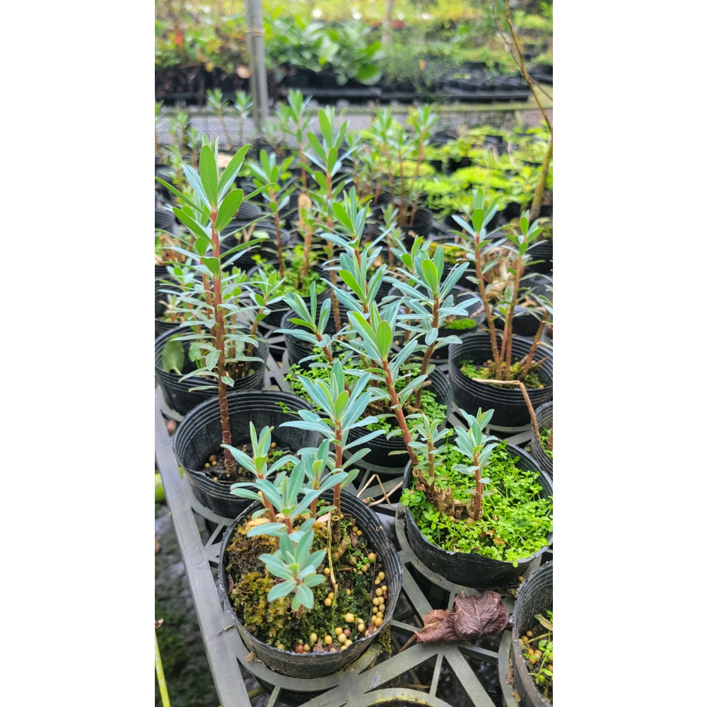 台灣原生種(多種大戟) 岩大戟 大甲草 台灣大戟 八卦草 五虎下山 藥虎草 觀賞花卉 藥用植物 | 蝦皮購物