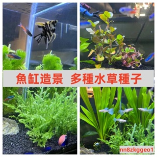 🔥-台灣💋水草種子植物魚缸水槽種籽速成水草種子造景水草種子爬地矮大對葉小對葉碗蓮牛毛草迷你矮水草種子